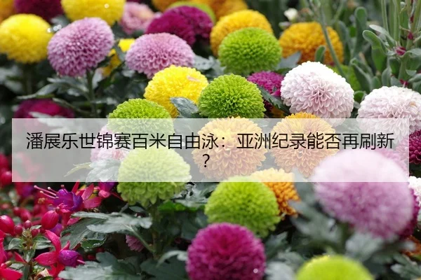 潘展乐世锦赛百米自由泳：亚洲纪录能否再刷新？